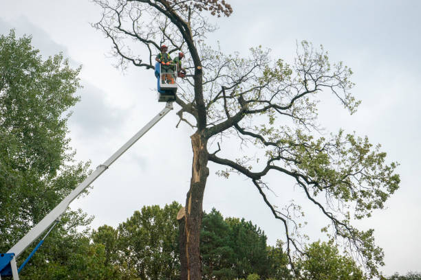 Best Hedge Trimming  in Edgemoor, DE