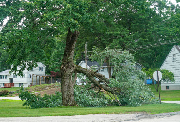 Best Leaf Removal  in Edgemoor, DE